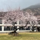 林芝旅游 缩略图 5