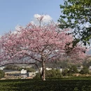 龙岩旅游 缩略图 4
