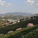 龙岩旅游 缩略图 9