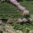 龙岩旅游 缩略图 6
