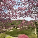 龙岩旅游 缩略图 7