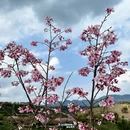 龙岩旅游 缩略图 11