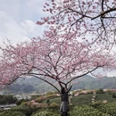 龙岩旅游 缩略图 4