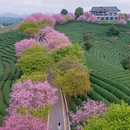 龙岩旅游 缩略图 10