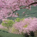 龙岩旅游 缩略图 15