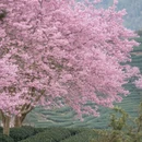 龙岩旅游 缩略图 13