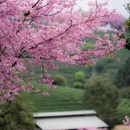 龙岩旅游 缩略图 9