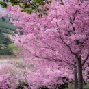龙岩旅游 缩略图 17