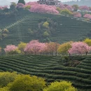 龙岩旅游 缩略图 2