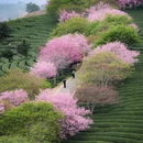 龙岩旅游 缩略图 18