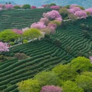 龙岩旅游 缩略图 9