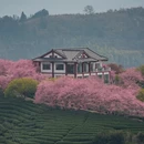 龙岩旅游 缩略图 14