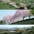 龙岩旅游 缩略图 1