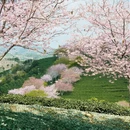 龙岩旅游 缩略图 7