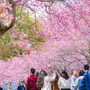 龙岩旅游 缩略图 1
