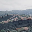 龙岩旅游 缩略图 3