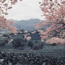 龙岩旅游 缩略图 4
