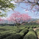 龙岩旅游 缩略图 4