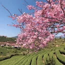 龙岩旅游 缩略图 3