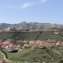 龙岩旅游 缩略图 7