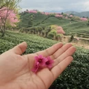 龙岩旅游 缩略图 9