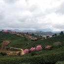 龙岩旅游 缩略图 8