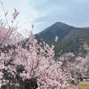 林芝旅游 缩略图 3