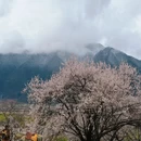 林芝旅游 缩略图 1