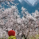 林芝旅游 缩略图 2