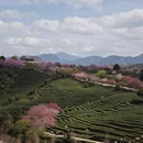 龙岩旅游 缩略图 9