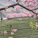 龙岩旅游 缩略图 5