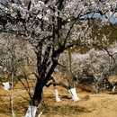 林芝旅游 缩略图 5