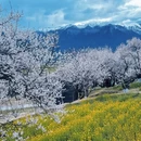 林芝旅游 缩略图 3