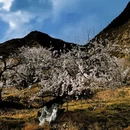 林芝旅游 缩略图 4