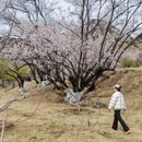 林芝旅游 缩略图 2
