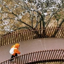 林芝旅游 缩略图 9
