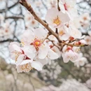 林芝旅游 缩略图 1