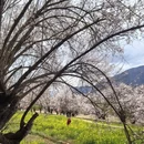 林芝旅游 缩略图 4