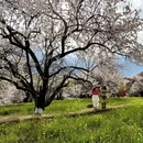林芝旅游 缩略图 2