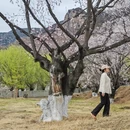 林芝旅游 缩略图 3