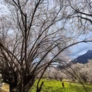 林芝旅游 缩略图 1