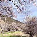 林芝旅游 缩略图 5