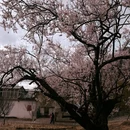 林芝旅游 缩略图 7