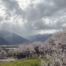 林芝旅游 缩略图 8
