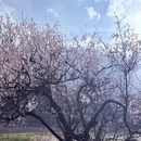 林芝旅游 缩略图 6