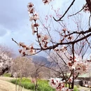 林芝旅游 缩略图 3