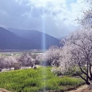 林芝旅游 缩略图 2