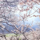 林芝旅游 缩略图 4
