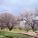 林芝旅游 缩略图 9