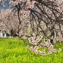 林芝旅游 缩略图 3